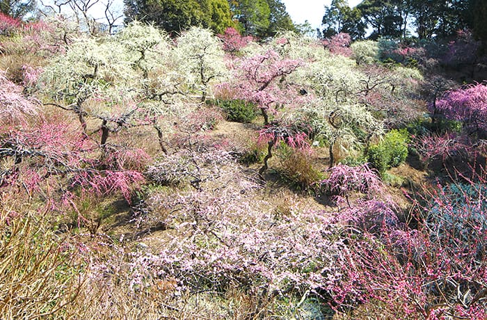 紅・白・ピンクのしだれ梅で春の彩り 掛川・龍尾神社の花庭園