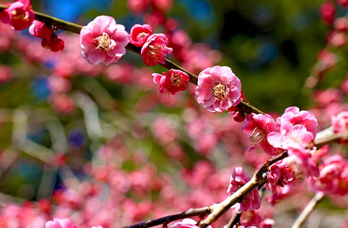 浜松周辺 梅のお花見絶景スポットまとめ