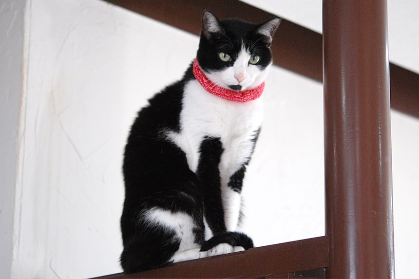 浜松初の猫がいるカフェ「Adagio」｜ハマラボ［ハママツ研究所］