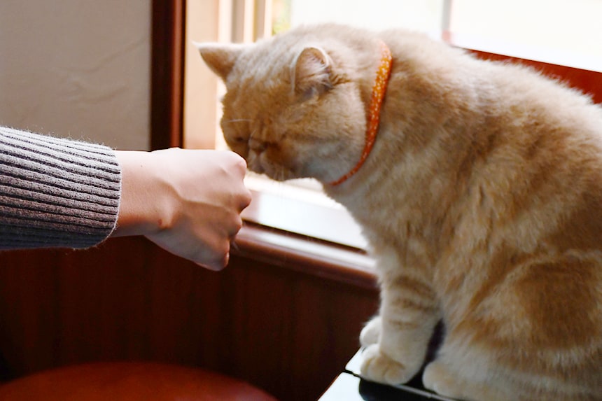 浜松初の猫がいるカフェ「Adagio」｜ハマラボ［ハママツ研究所］