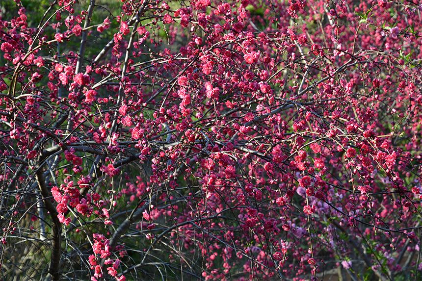 しきじ里山公園 かわいいピンクの花桃で春を呼び込め！｜ハマラボ［ハママツ研究所］
