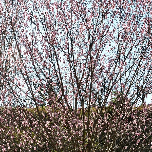 しきじ里山公園 かわいいピンクの花桃で春を呼び込め！｜ハマラボ［ハママツ研究所］