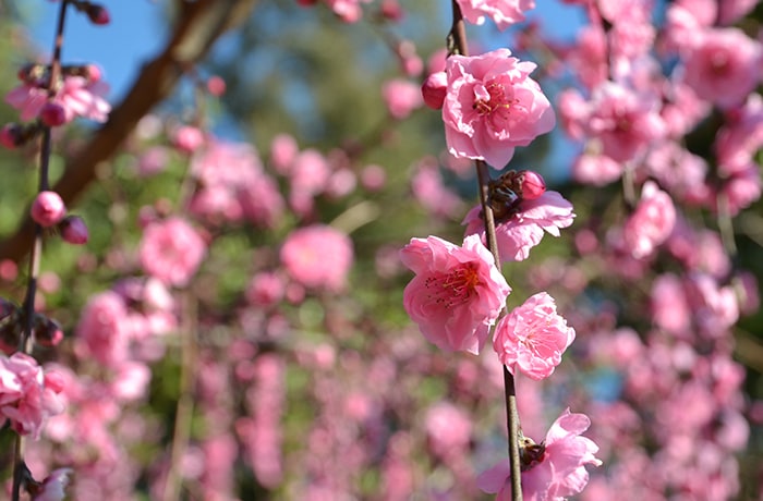 しきじ里山公園 かわいいピンクの花桃で春を呼び込め！