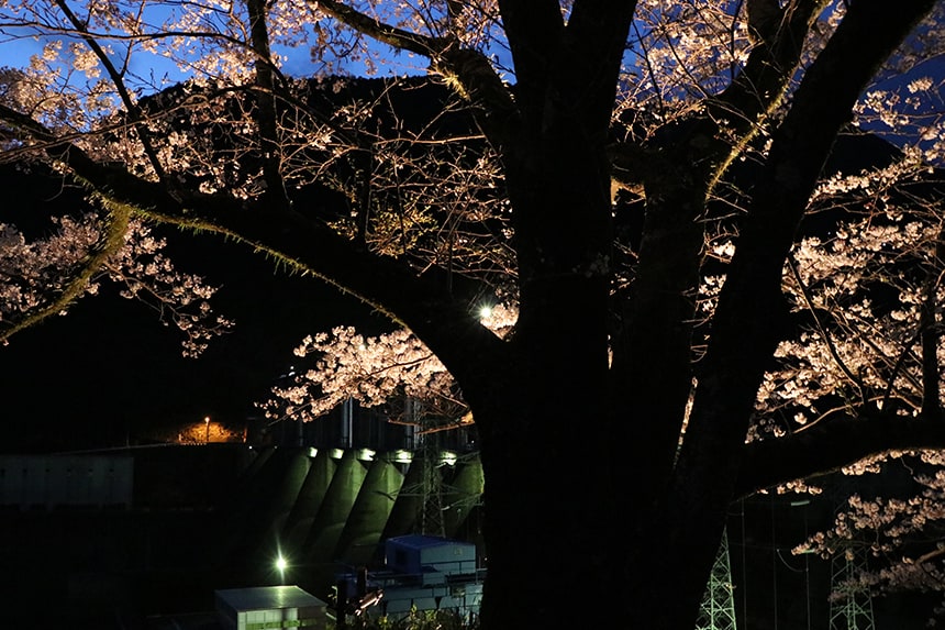 浜松周辺の夜見る桜。夜桜でしっぽり大人なお花見を。｜ハマラボ［ハママツ研究所］