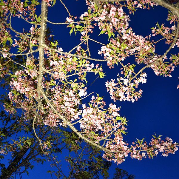 浜松周辺の夜見る桜。夜桜でしっぽり大人なお花見を。｜ハマラボ［ハママツ研究所］