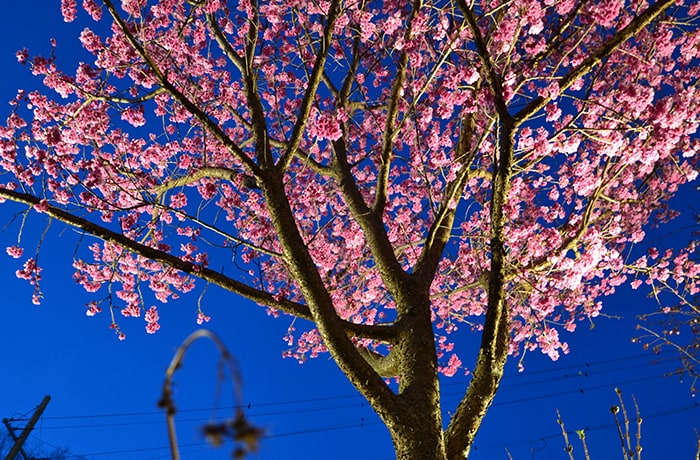 浜松周辺の夜見る桜。夜桜でしっぽり大人なお花見を。