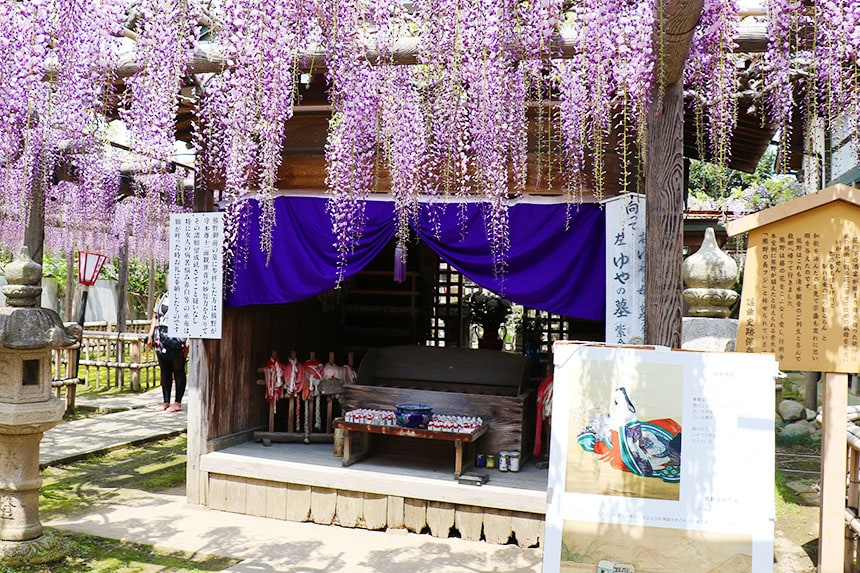 藤棚の絨毯が織りなす幻想的風景！磐田市の熊野の長藤｜ハマラボ［ハママツ研究所］
