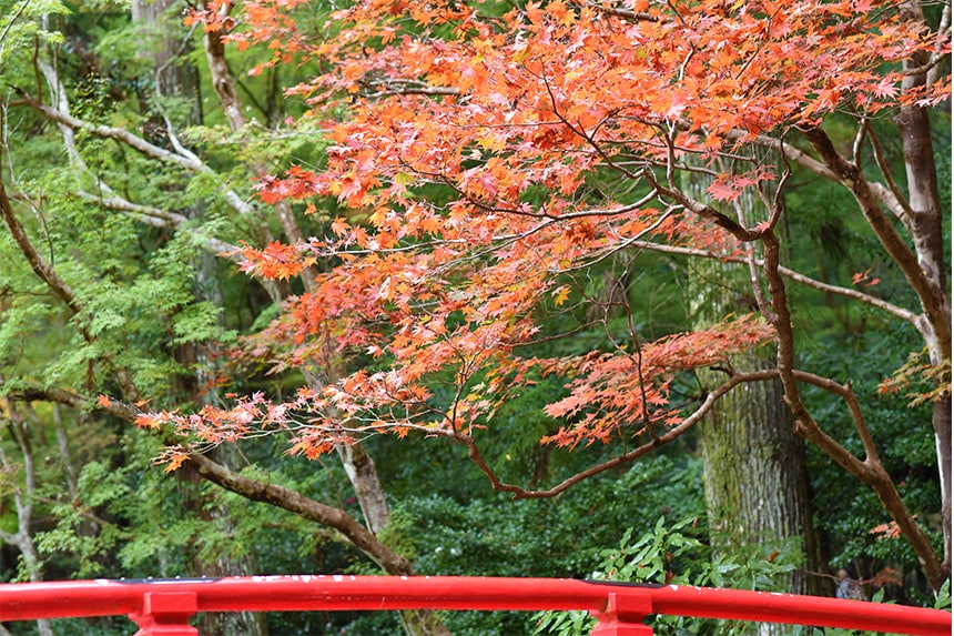 しっとり美しい紅葉。小國神社もみじまつり｜ハマラボ［ハママツ研究所］