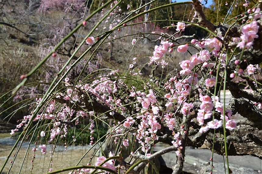 花の奥山高原 昇竜しだれ梅庭園でのどかなひとときを。 #12 ｜ハマラボ[ハママツ研究所]