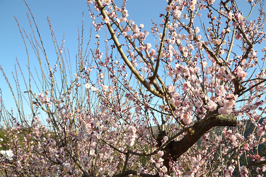 ハイウェイと梅の花のコラボ絶景をみるなら、梅の杉山園。｜ハマラボ[ハママツ研究所]