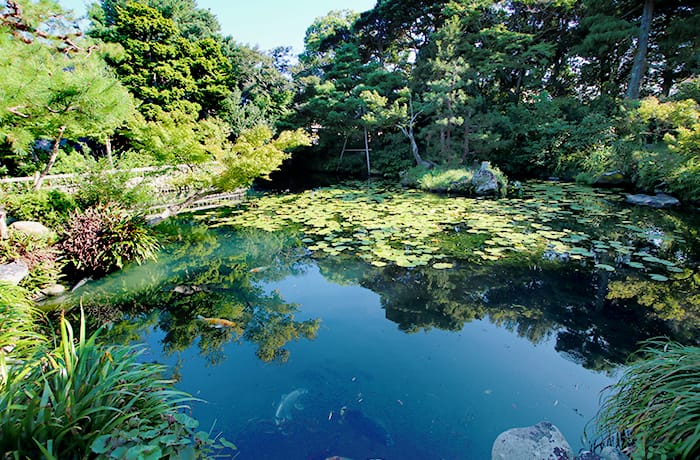 日本庭園と抹茶を味わう【掛川】清水邸庭園