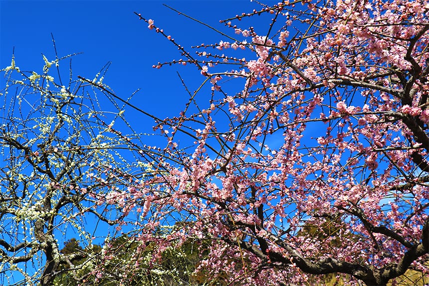 紅・白・ピンクのしだれ梅で春の彩り 掛川・龍尾神社の花庭園｜ハマラボ[ハママツ研究所]