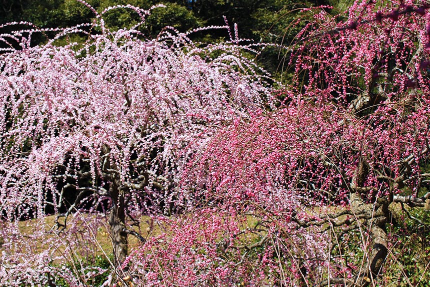 紅・白・ピンクのしだれ梅で春の彩り 掛川・龍尾神社の花庭園｜ハマラボ[ハママツ研究所]