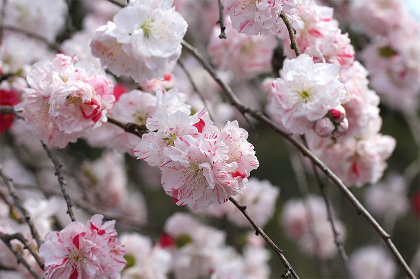 桜と源平しだれ桃が美しい境内「カナメ神宮」｜ハマラボ[ハママツ研究所]