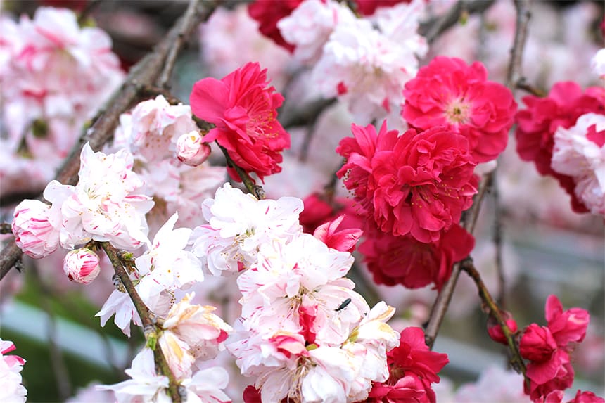 桜と源平しだれ桃が美しい境内「カナメ神宮」