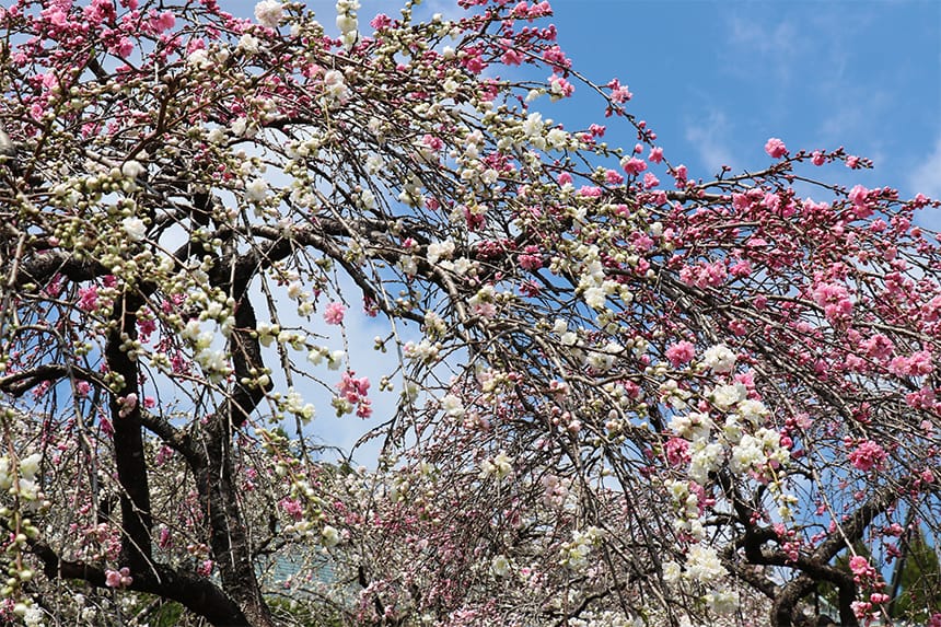 桜と源平しだれ桃が美しい境内「カナメ神宮」｜ハマラボ[ハママツ研究所]
