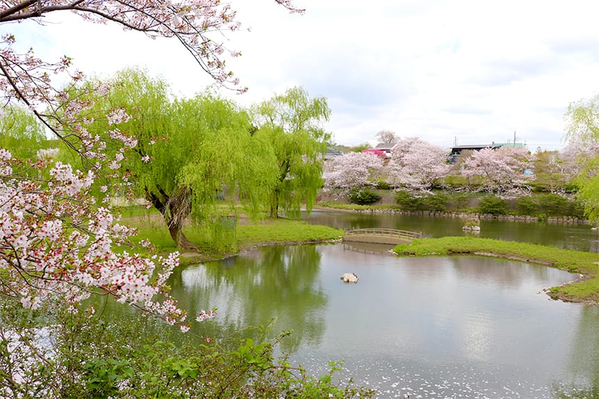 桜の時期に！池の周りをぐるりとお散歩 御馬ヶ池緑地