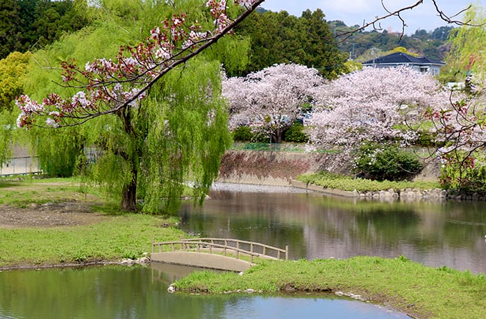 桜の時期に！池の周りをぐるりとお散歩 御馬ヶ池緑地