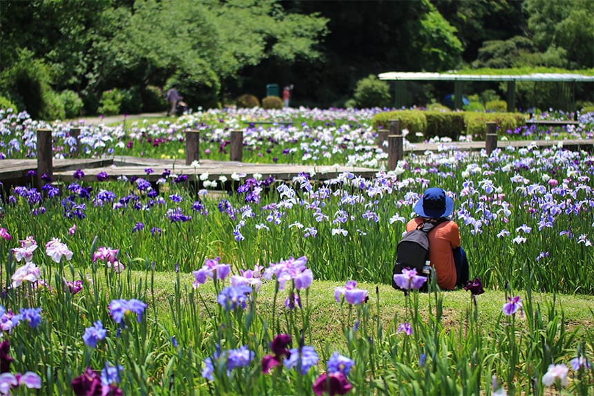 初夏（5月〜6月）のはままつフラワーパーク 紫陽花と花しょうぶ 見どころまとめ｜ハマラボ[ハママツ研究所]