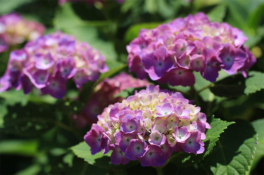初夏（5月〜6月）のはままつフラワーパーク 紫陽花と花しょうぶ 見どころまとめ｜ハマラボ[ハママツ研究所]