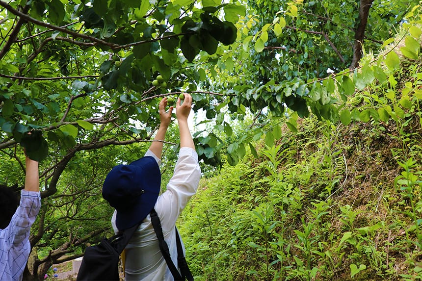 梅の杉山園で梅狩り、旬の梅で作る簡単 梅シロップ｜ハマラボ[ハママツ研究所]